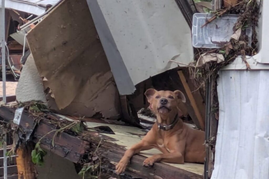 Picture of MuttNation - Photo by Austin Pets Alive - Maverick